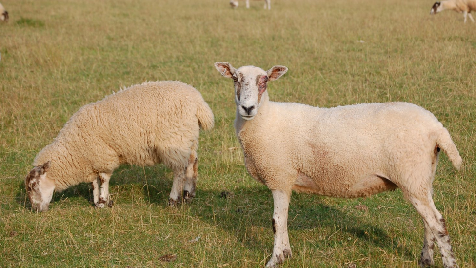 Sheep grazing in field