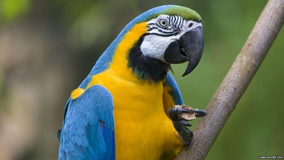 Chuva the Macaw