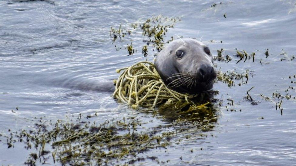 Seal with rope around neck