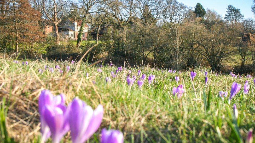 Crocus field wide shot