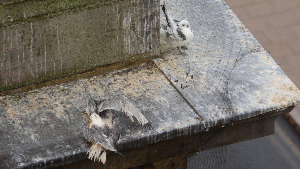 Birds trapped in the netting on buildings on Lombard Street in Newcastle