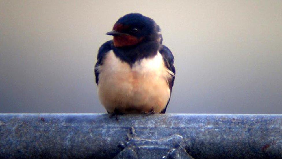 Swallow