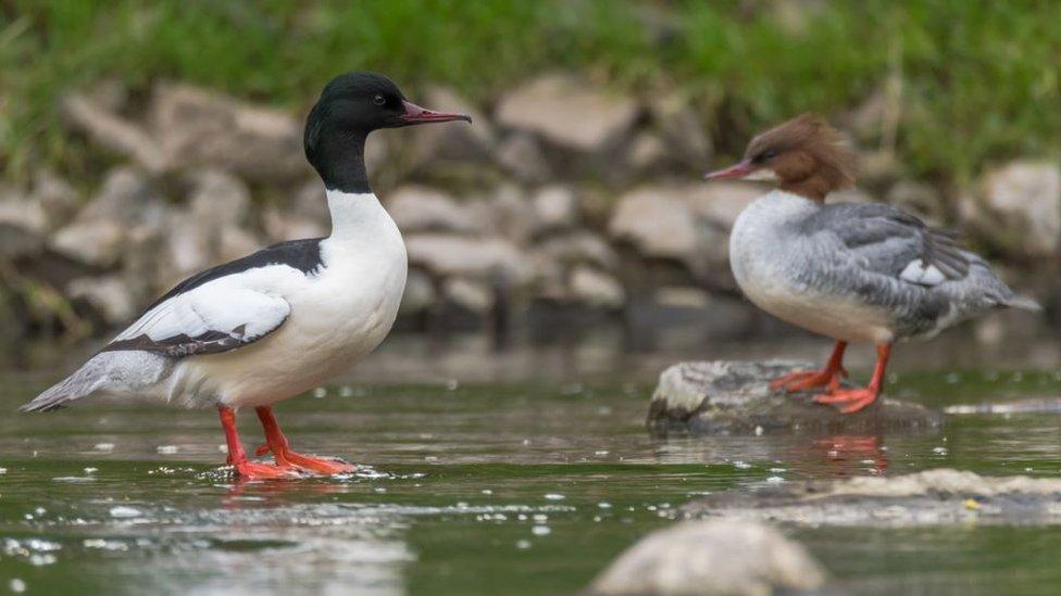 Goosander duck