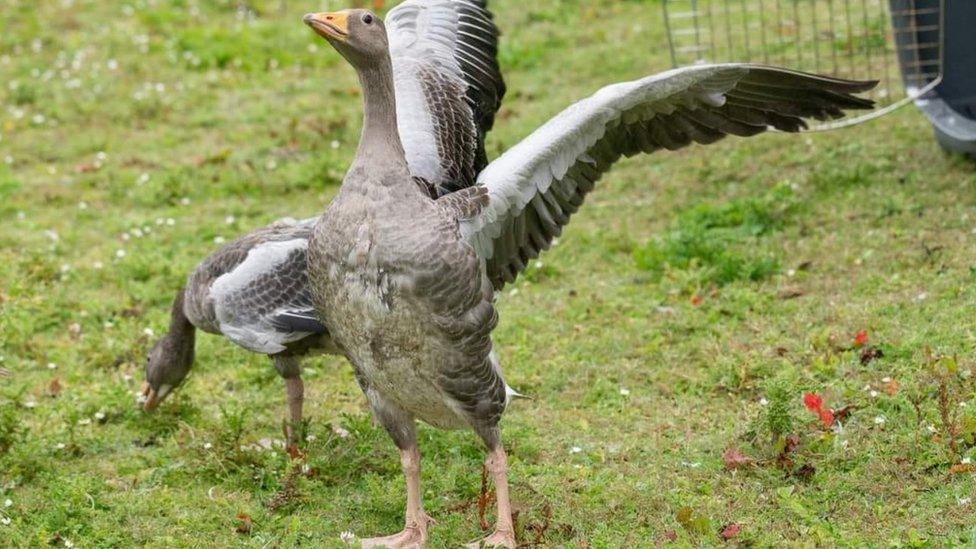 Greylag goslings