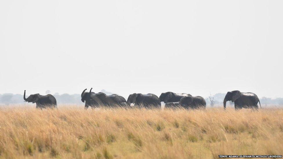 A herd of elephants drinking from a waterhole