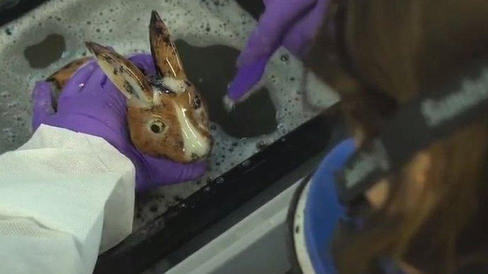 Porcelain rabbit being wet cleaned