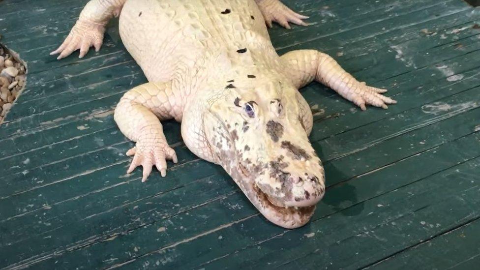 Jeyan the Leucistic Alligator.