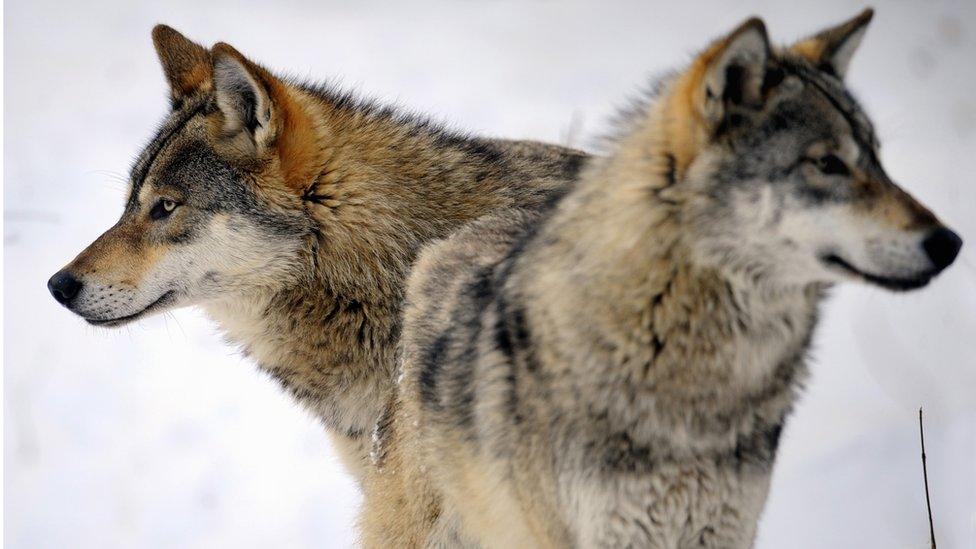 Two wolves play in the snow