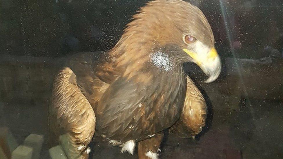 Golden eagle on window sill in Ton Pentre