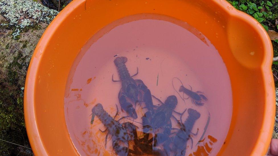 White clawed crayfish ready for release