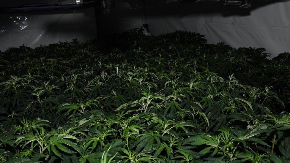 A large collection of large cannabis plants