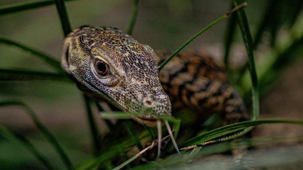 Komodo dragon