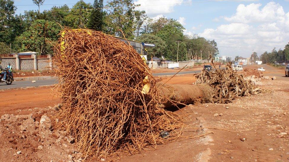 An uprooted ornamental palm tree in Nairobi, Kenya