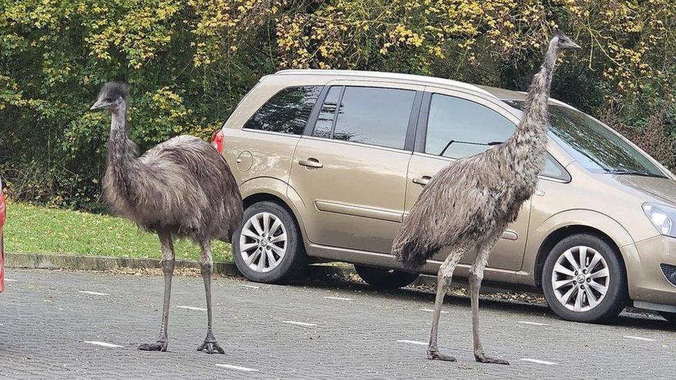 Dini and Blu on the loose outside a veterinary surgery