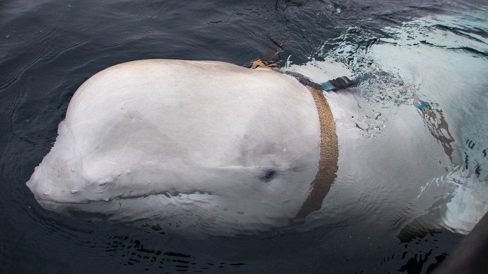 Hvaldimir the beluga whale