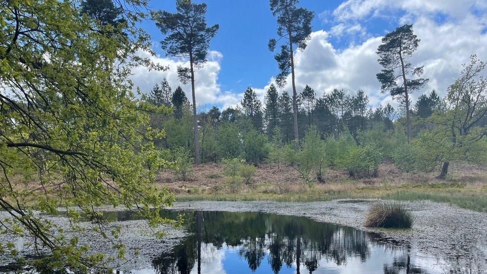 Black Lake peat bog in Delamere Forest has been restored - a project that has taken 20 years