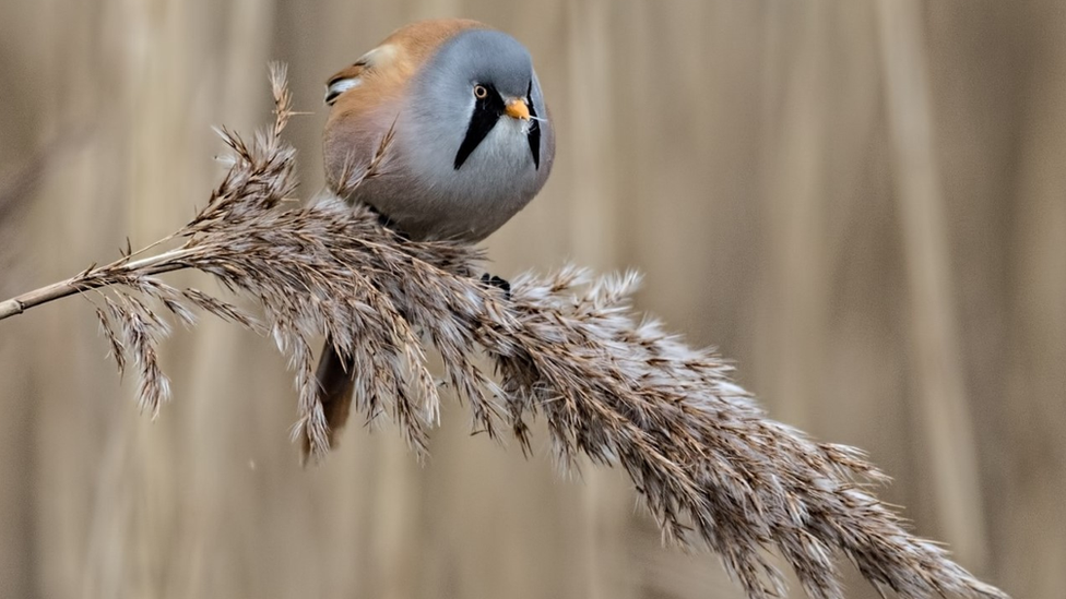 Bearded tit