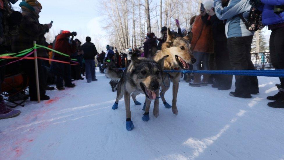 Dogs working hard to race on the snow