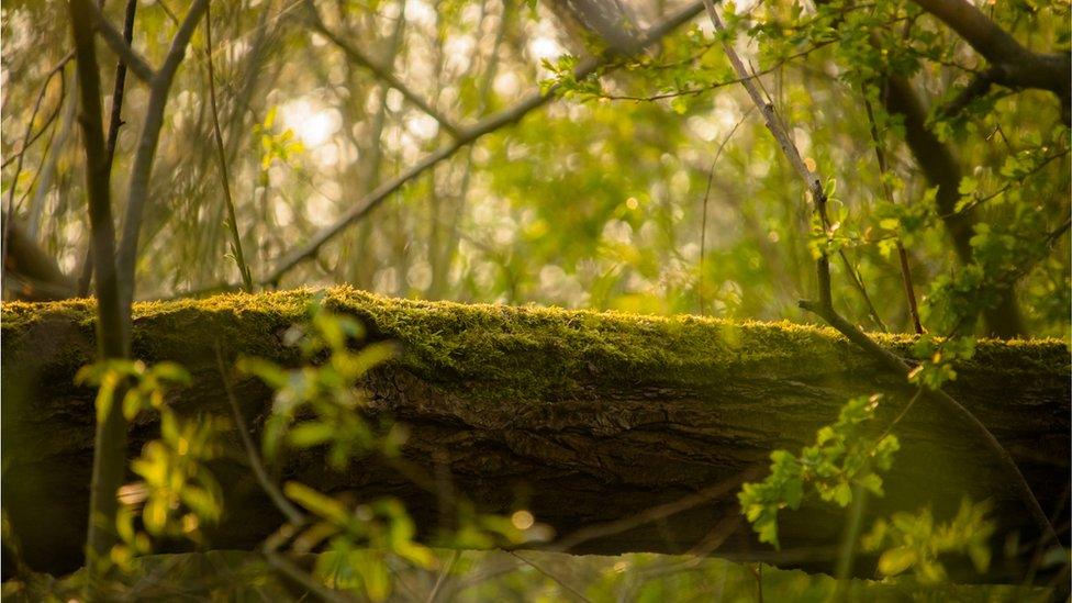 Moss on a fallen tree