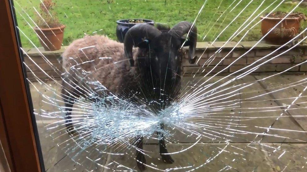 Ram and smashed windows