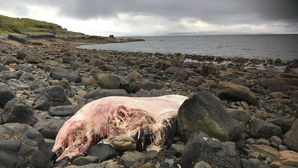 Scottish Marine Animal Stranding Scheme