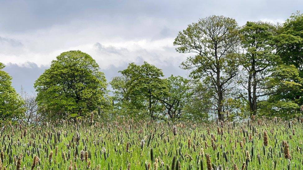 Trees and grassland (c) Victoria Gill