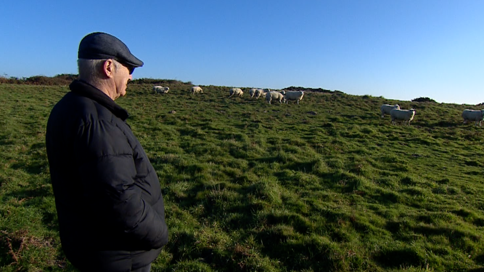 John Le Masurier looking at his flock