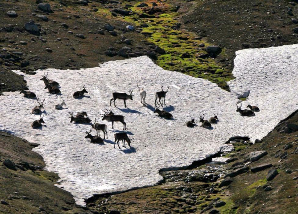 Reindeer on snow patch in Cairngorms