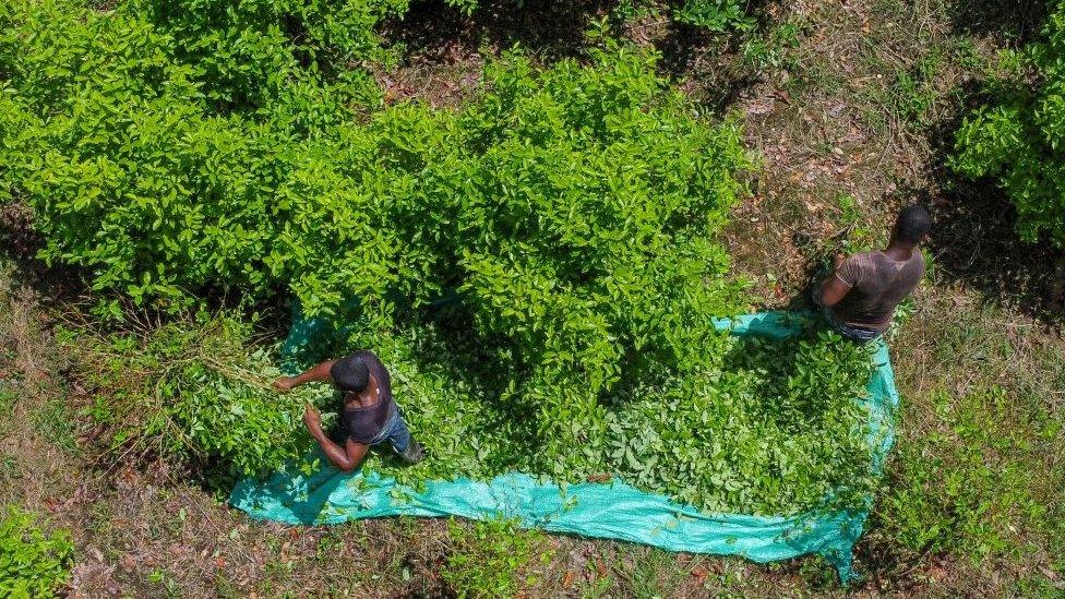 Coca leaf collectors at work in Nariño, Colombia