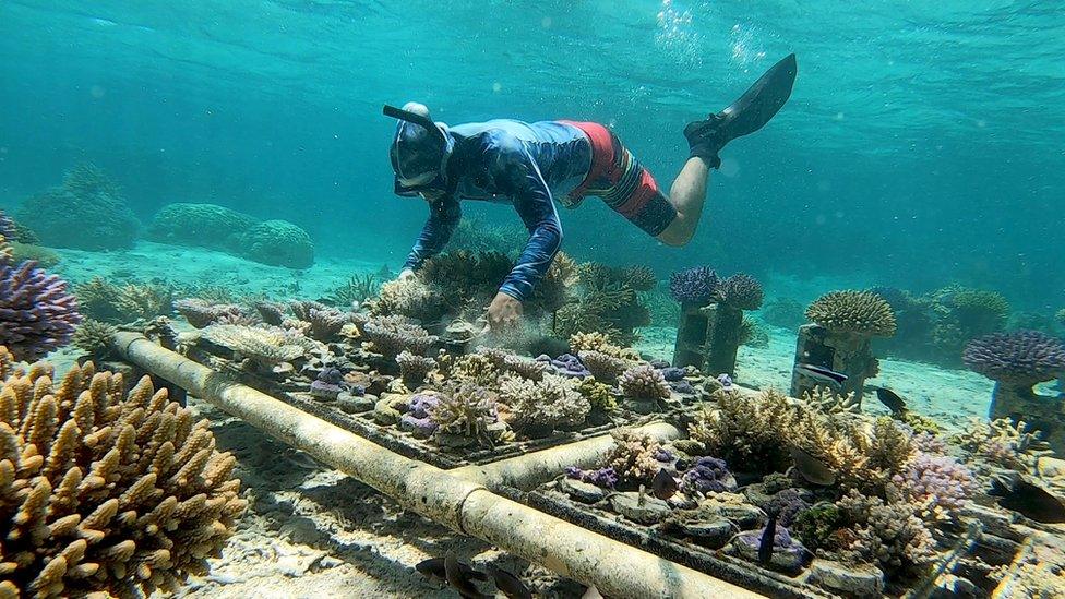 Victor-scuba-diving-to-tend-to-coral-nursery