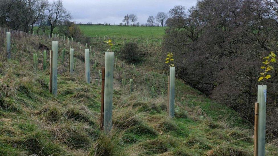 Recently planted trees in Coverdale