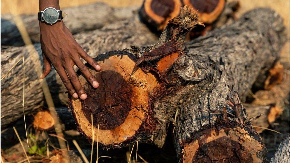 Best Muchenje a Forestry Extension Officer inspects a pile of felled logs from the indegenous Mopani tree in a forest clearing in Mhondoro Ngezi district, on November 1, 2019. - The Mhondoro Ngezi district, some 150 kilometers from the Zimbabwe capital city Harare, has experienced increased deforestation as trees are cut down for making charcoal. Zimbabwe is losing more than 330,000 hectares of forest annually. Agriculture is still the number one driver of deforestation.