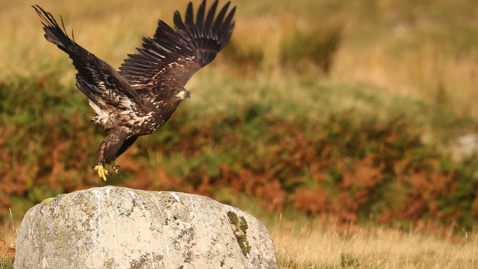 The white Tailed eagle stands on a rock with its wings wide open.