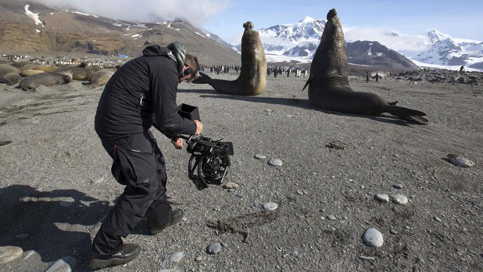 Elephant seals being filmed in Antarctica