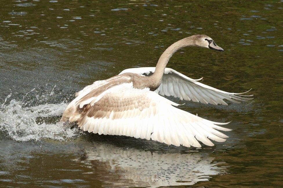 A swan practicing taking off on water