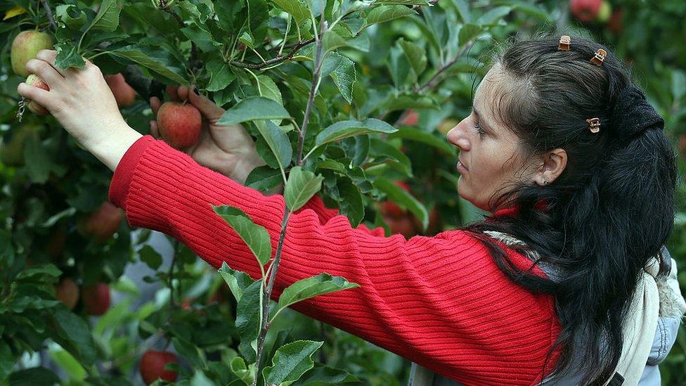 Woman picking fruit on a farm in Worcester