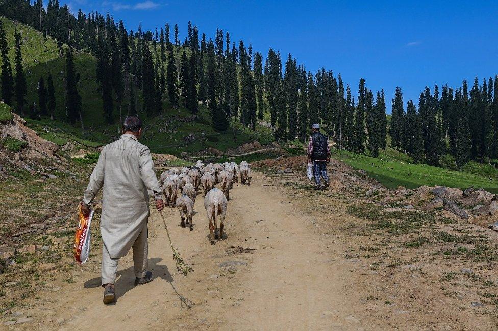 Shepherds walk with herd of sheep at Tosa Maidan in Budgam district in central Kashmir