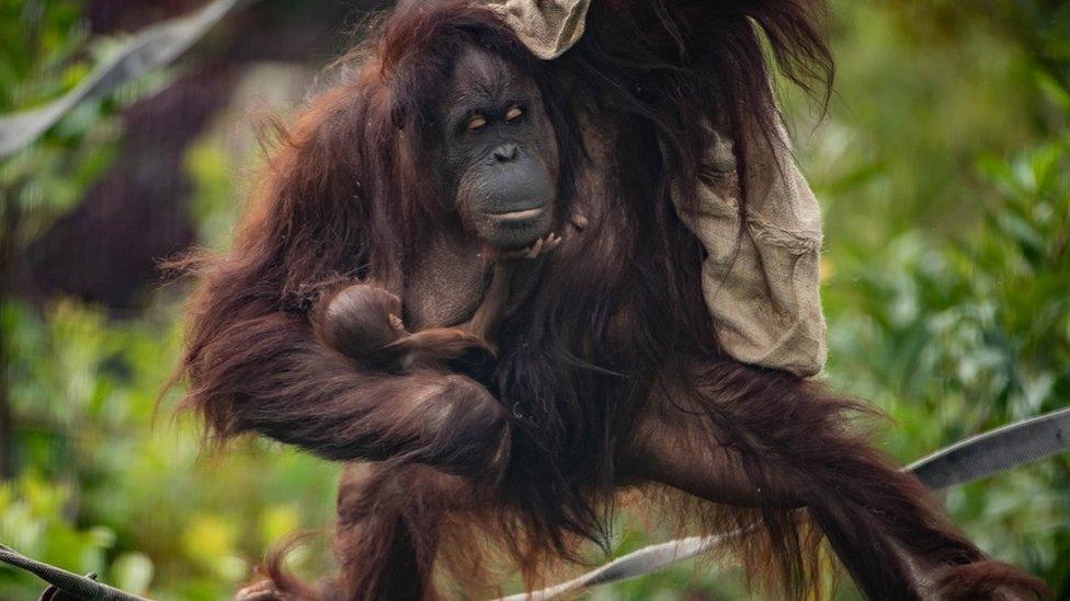 Bornean orangutan with baby