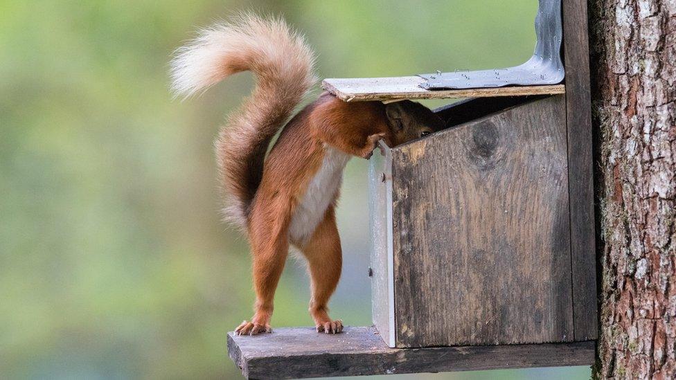 A squirrel looks into a bird box