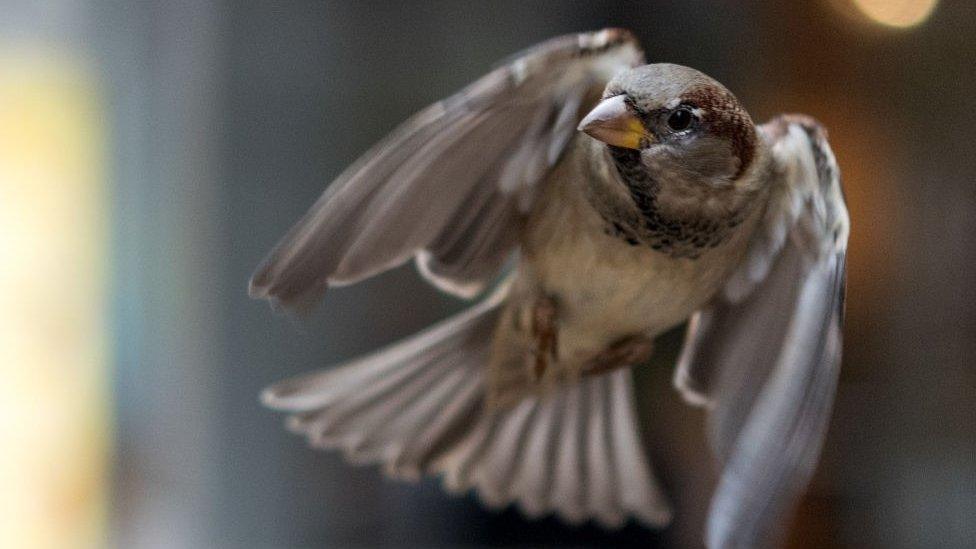 House Sparrow in flight