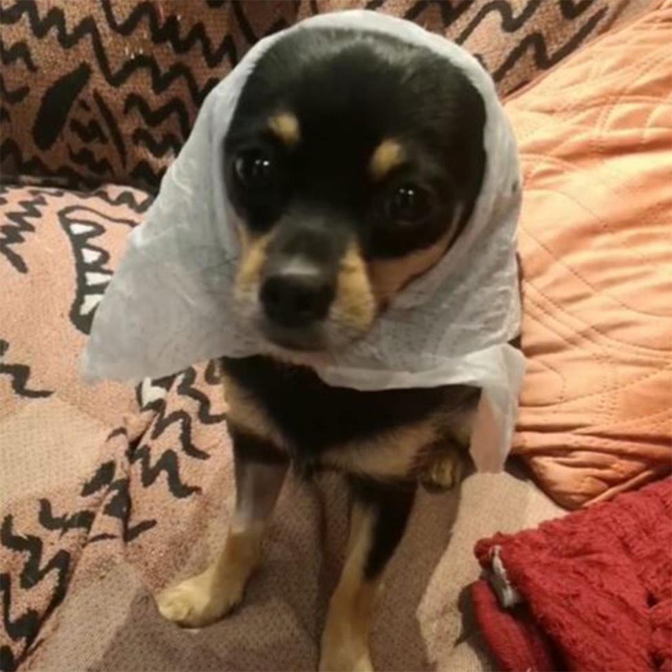 Jet a chihuahua cross from Manchester stays cool with wet tea towels on her head