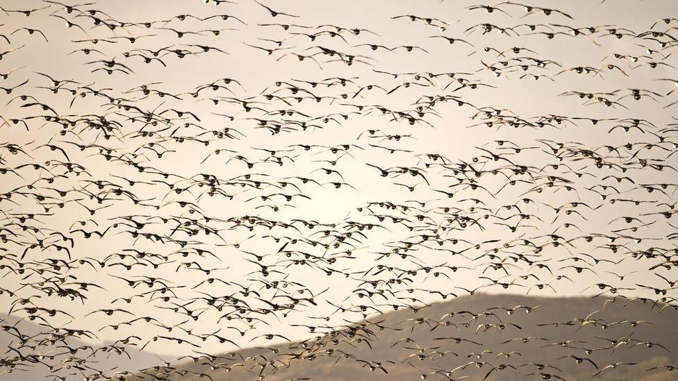 Barnacle Geese