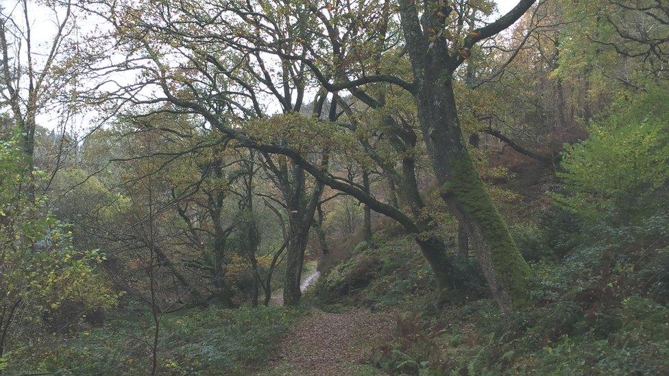 The rainforest is in a sheltered gorge protected from frost and wind