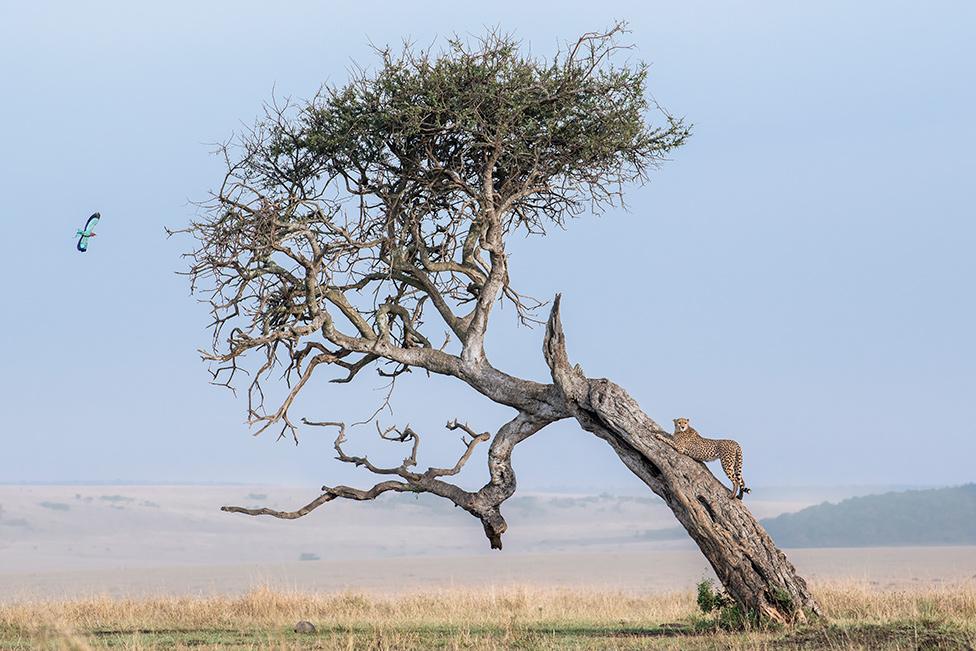 A cheetah gripping on to a tree