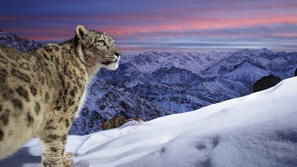 A snow leopard against a backdrop of mountains