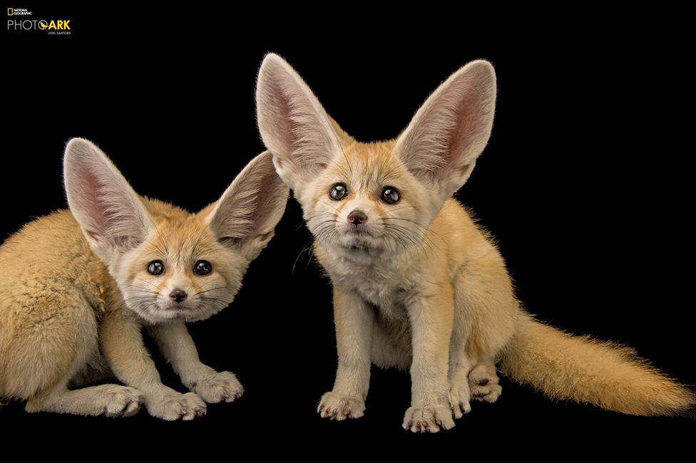 Fennec Fox (Vulpes zerda) St. Louis Zoo, Missouri