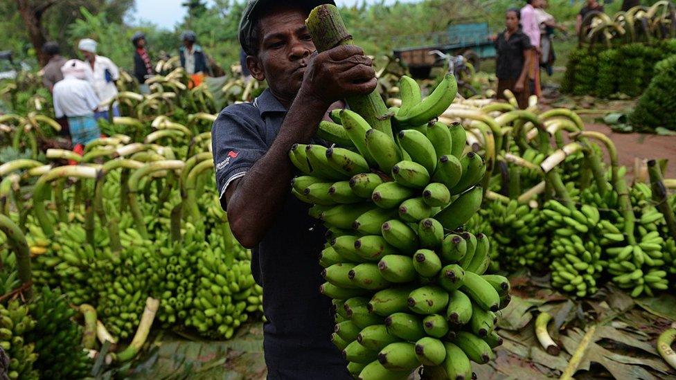 Banana farmer carries bananas