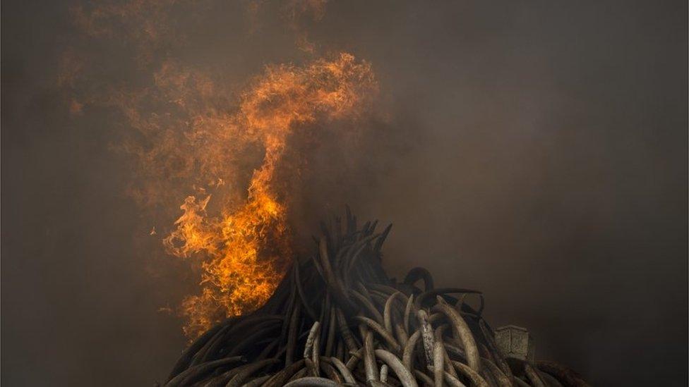 Burning elephant tusk in Nairobi, Kenya - Saturday 30 April 2016