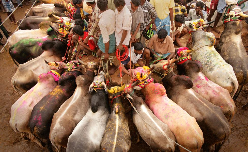 Bulls are readied for contest outside a pen near village open ground in Tamil Nadu (file photo)