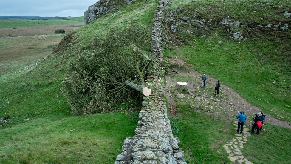 Sycamore Gap tree felled